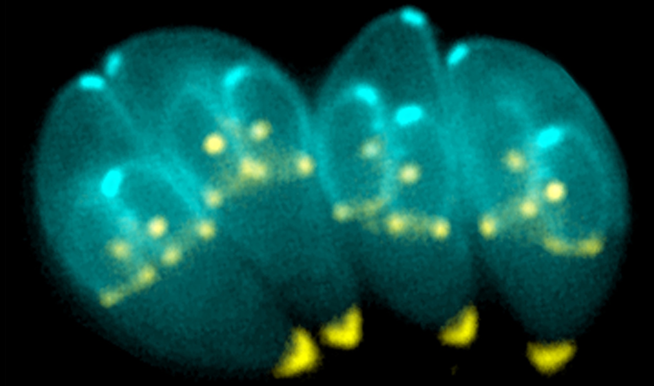 Внутрішньоклітинний паразит Toxoplasma gondii під час поділу. Wikimedia Commons