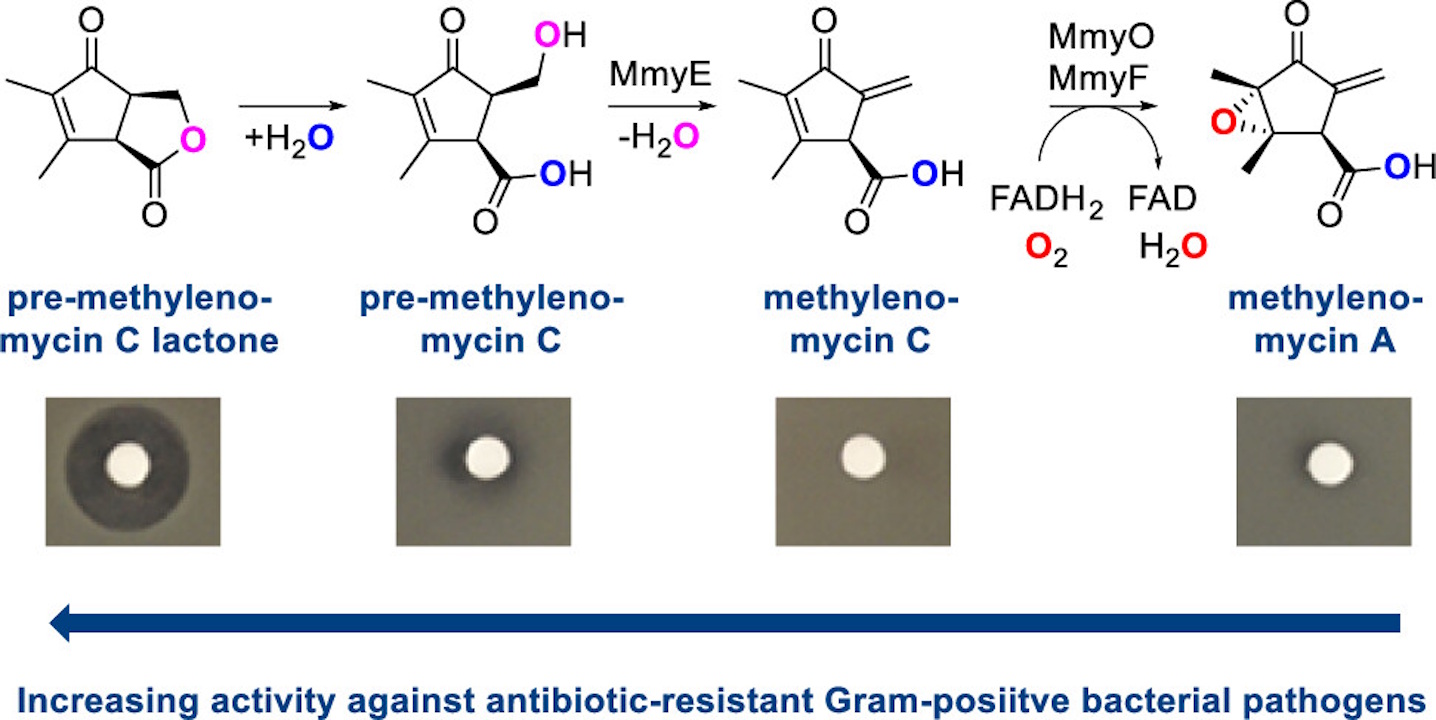 Хімічна будова молекул, які беруть участь у синтезі антибіотика метиленоміцину А, і їхня дія на бактерії (більше темне коло навколо білої просоченої антибіотиком ділянки свідчить про більшу здатність пригнічувати ріст бактерій). Corre et al. / Journal of the American Chemical Society, 2025