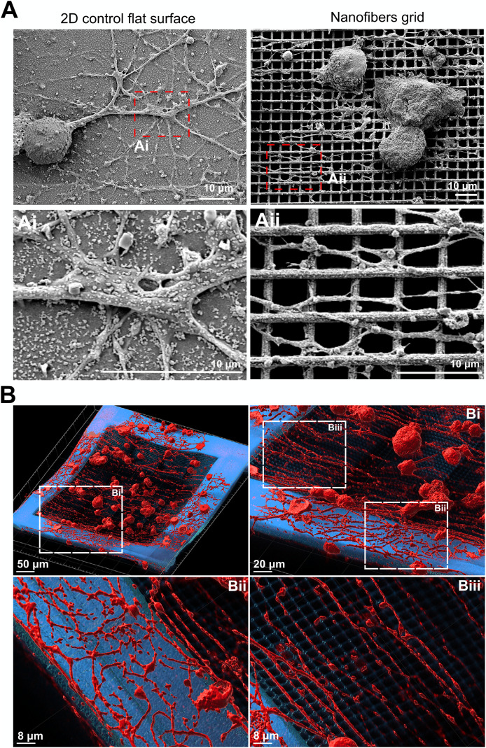А. Радіальне зростання нейронів на контрольній плоскій поверхні (зліва) та спрямоване вздовж волокон на решітці (справа). В. Тривимірна модель нейронів (червоні), що зростають на поверхні та краях полімерного каркаса. Lokesh Agrawal et al. / Materials Science and Engineering: C, 2021