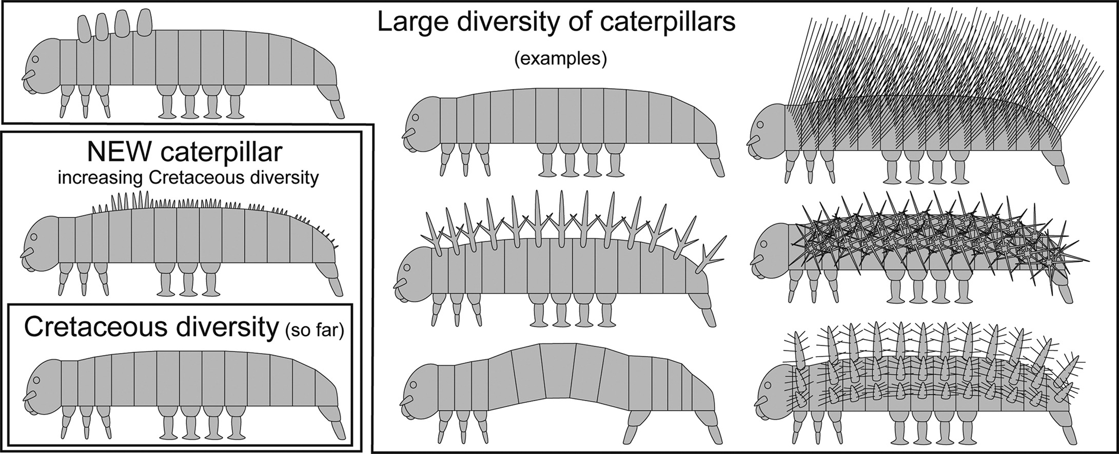 Різноманітна будова тіла гусениць. Зліва внизу виділена будова тіла гусениць крейдового періоду та нова знайдена копалина. Joachim Haug, Carolin Haug