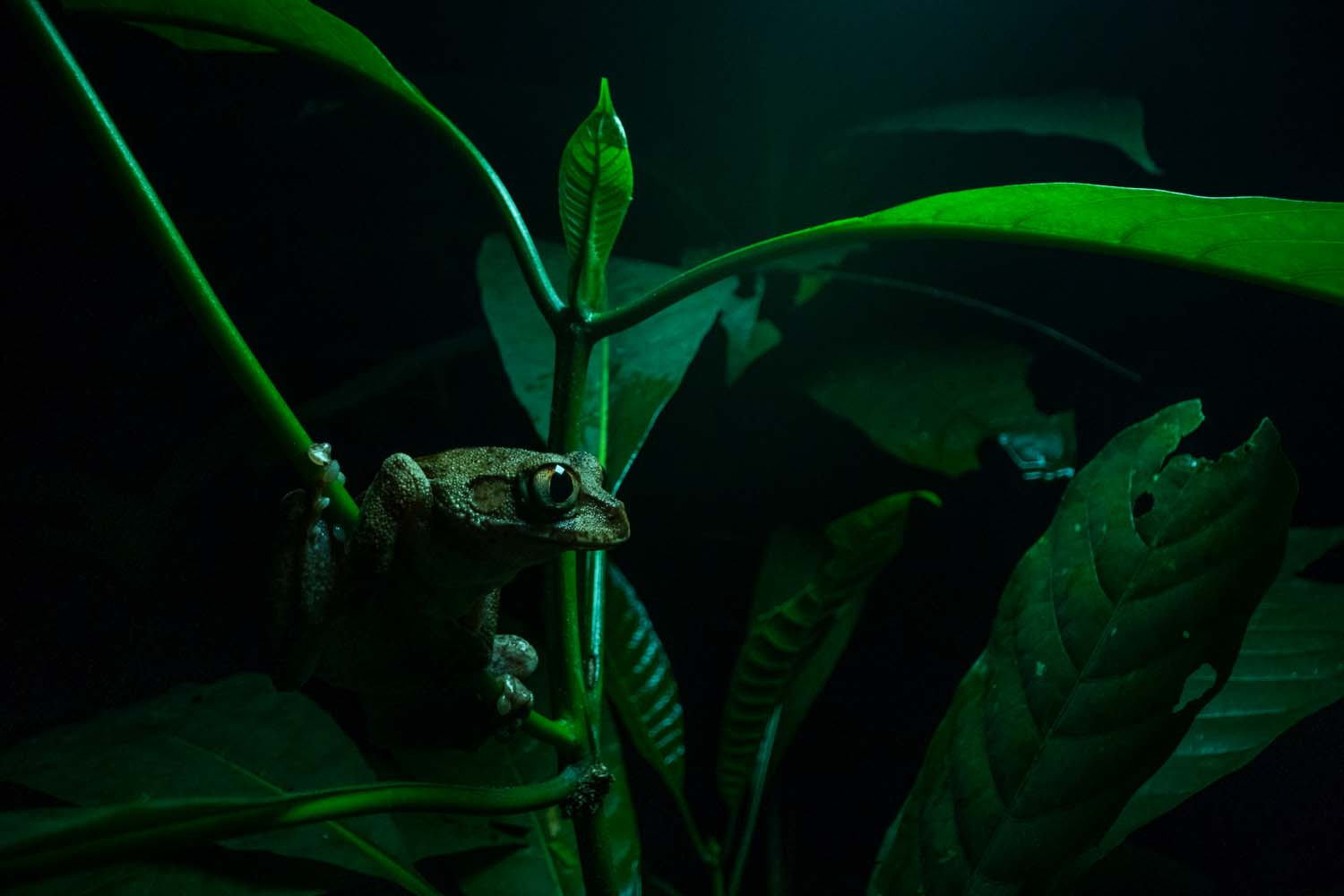 «Деревна жаба». Niklas Weber