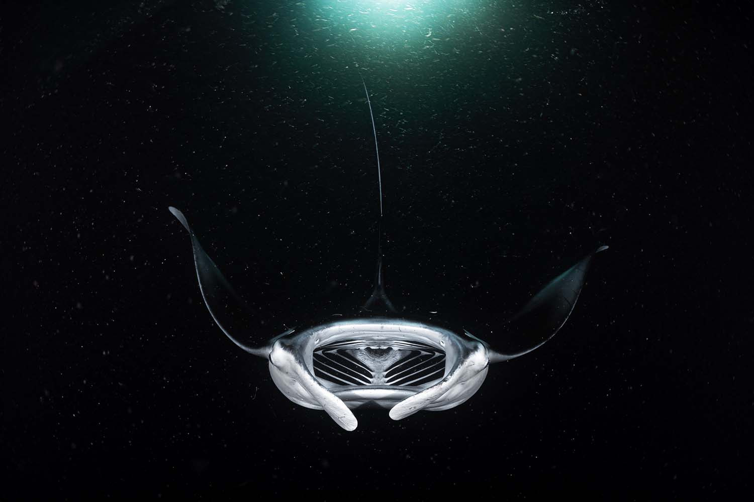 «Інопланетний космічний корабель на планеті Планктон». Andy Schmid