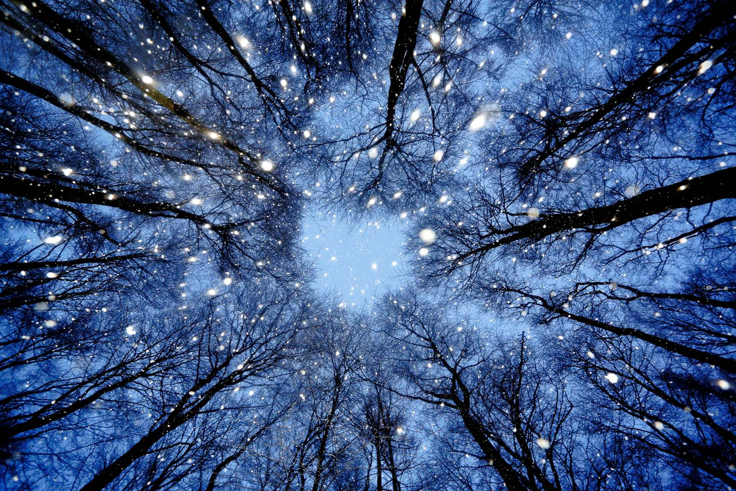 «Буковий ліс в снігу». Jens Kählert