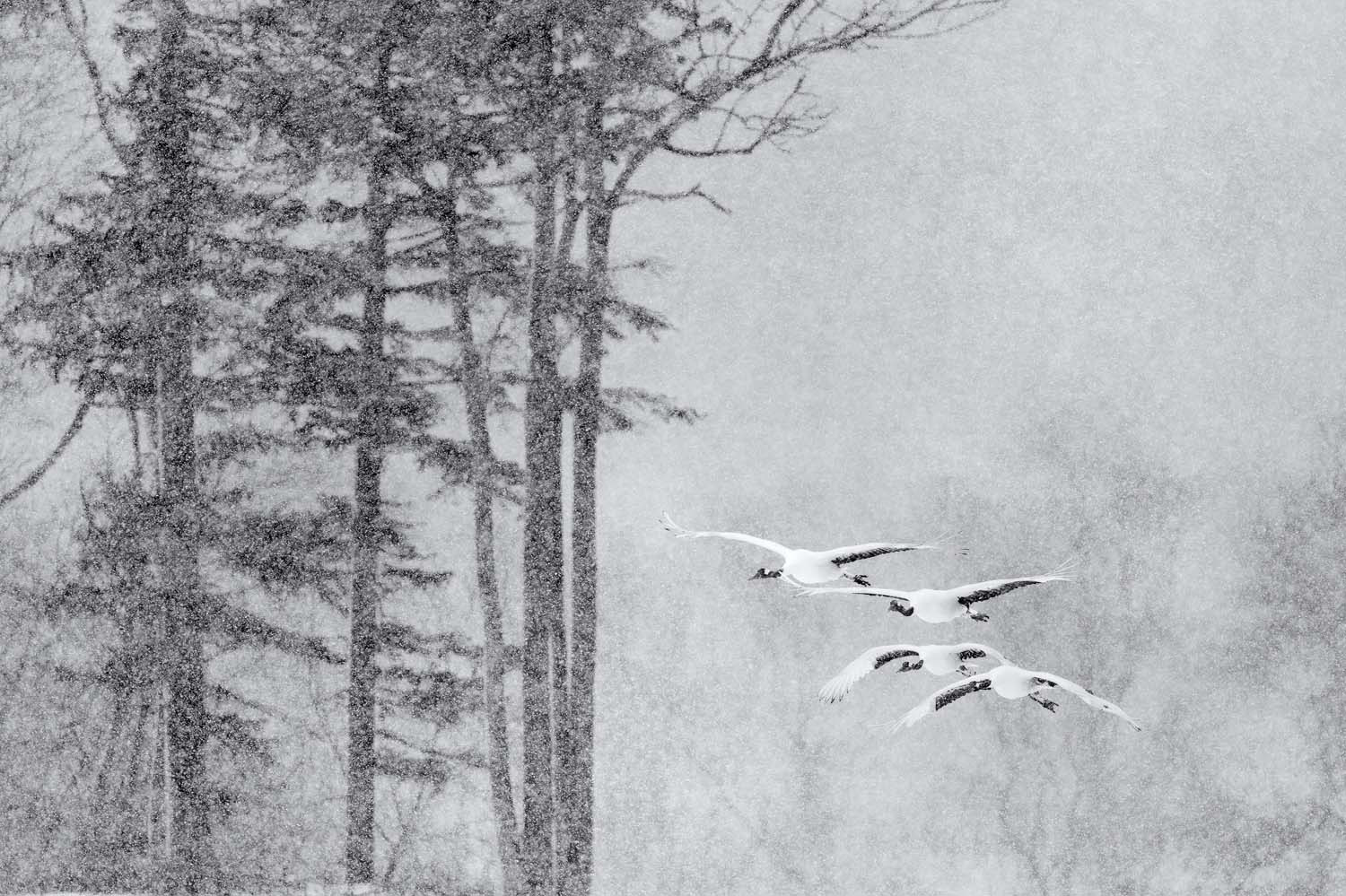 «Японські журавлі у снігу». Markus Varesvuo