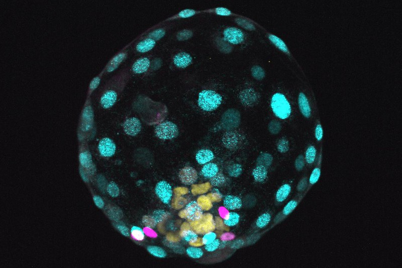 Людський бластоїд із позначенням клітин трофектодерми (блакитний колір), епібласту (жовтий) та примітивної ентодерми (рожевий).&amp;nbsp;Rivron / Nature / IMBA