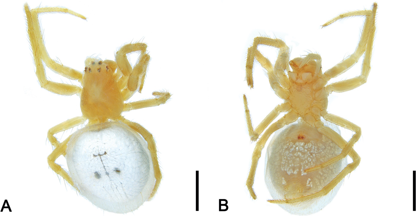 Зображення зверху і знизу самиці павуків Abba transversa.&amp;nbsp;Pedro de S. Castanheira, Volker W. Framenau /&amp;nbsp;Evolutionary Systematics, 2023