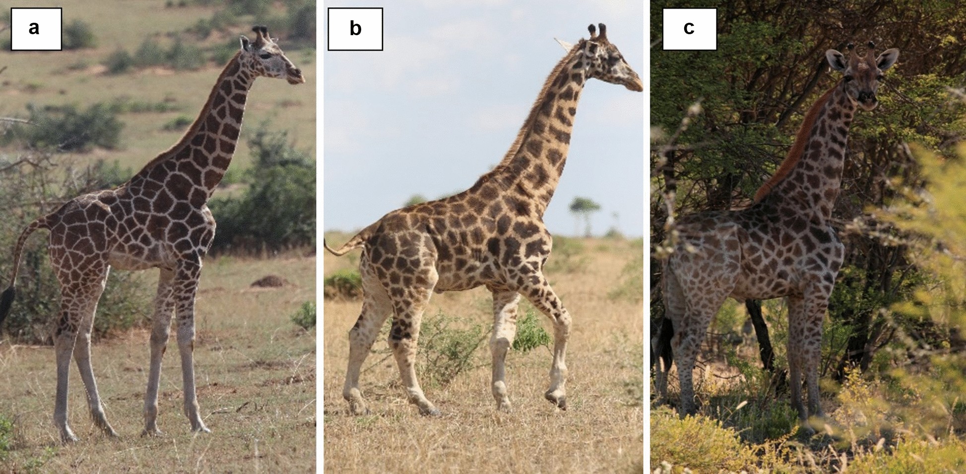 Зліва направо: молодий самець жирафи звичайного розміру, Гімлі та Найджел. Michael Brown, Emma Wells / BMC Research Notes, 2020