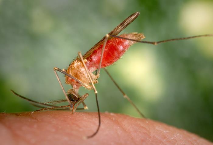 Малярійний комар Anopheles gambiae кусає шкіру людини. James Gathany / CDC