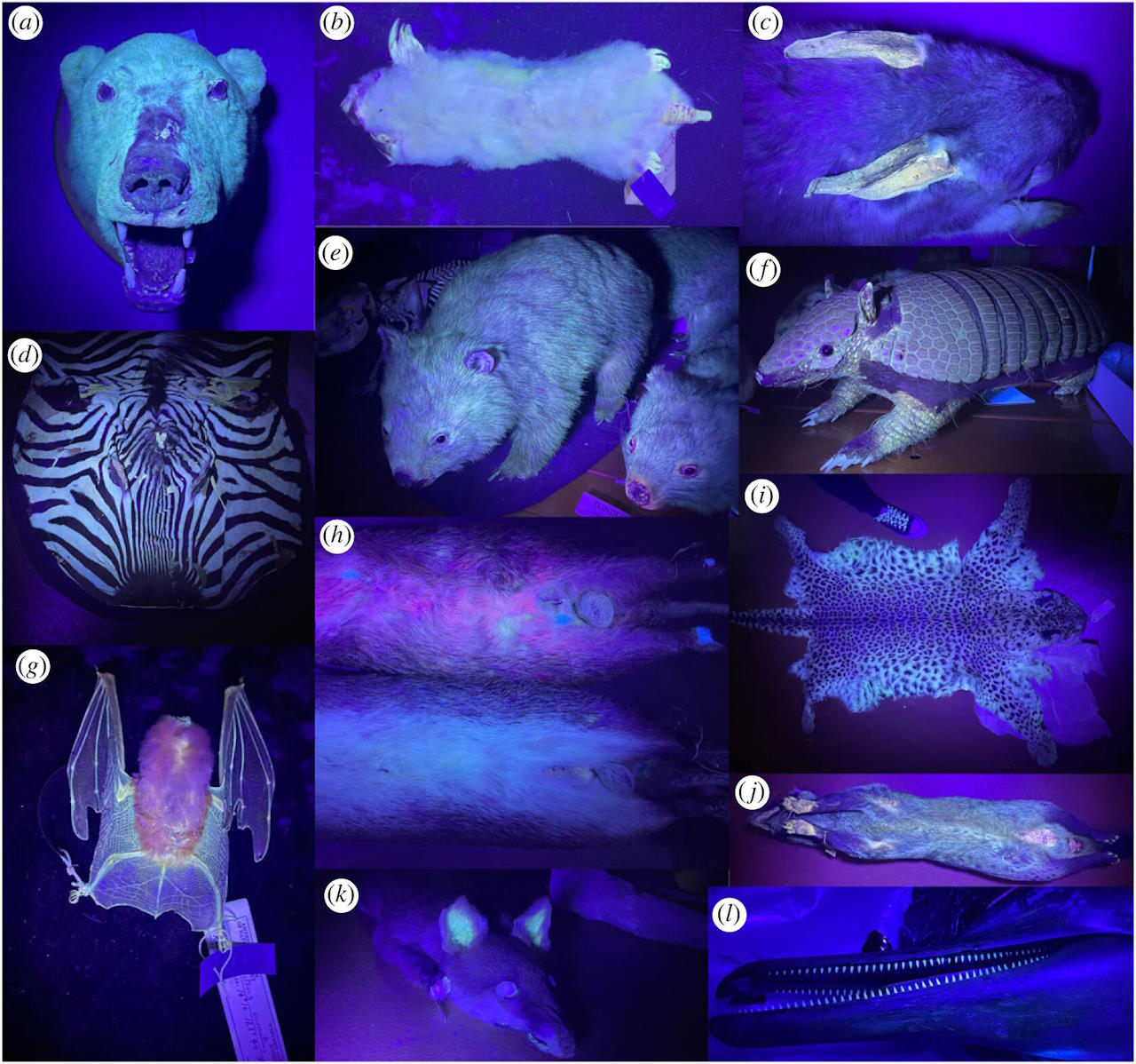 Частина ссавців, на яких посвітили ультрафіолетом.&amp;nbsp;Kenny J. Travouillon et al. /&amp;nbsp;Royal Society Open Science, 2023