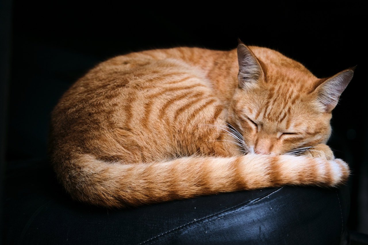 Коти надали перевагу сну на лівому боці для захисту від хижаків