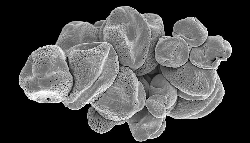 Скам’янілий пилок, проаналізований за допомогою електронного мікроскопу. Fridgeir Grímsson