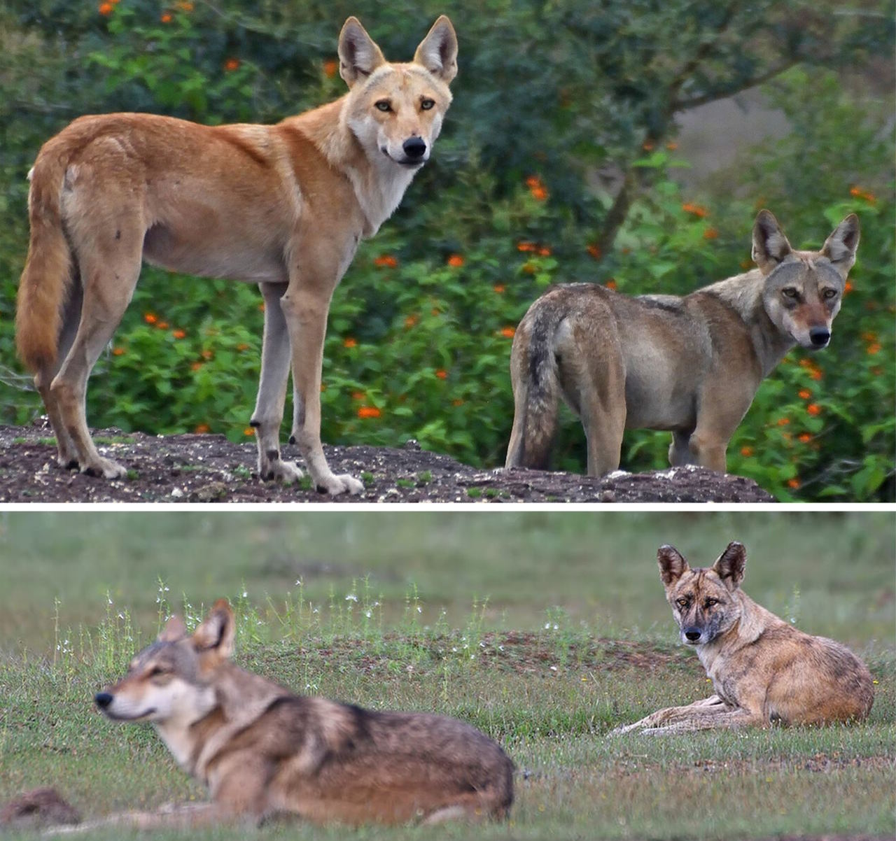 Двоє гібридів вовка та собаки в Індії у зграї вовків. Зверху гібрид стоїть на передньому плані, знизу - на задньому.&amp;nbsp;Abhinav Tyagi et al. /&amp;nbsp;Ecology and Evolution, 2023