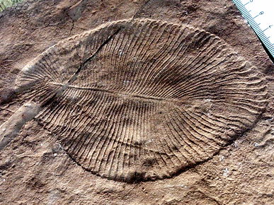 Скам’янілість Дикінсонії. Verisimilus / Wikimedia Commons