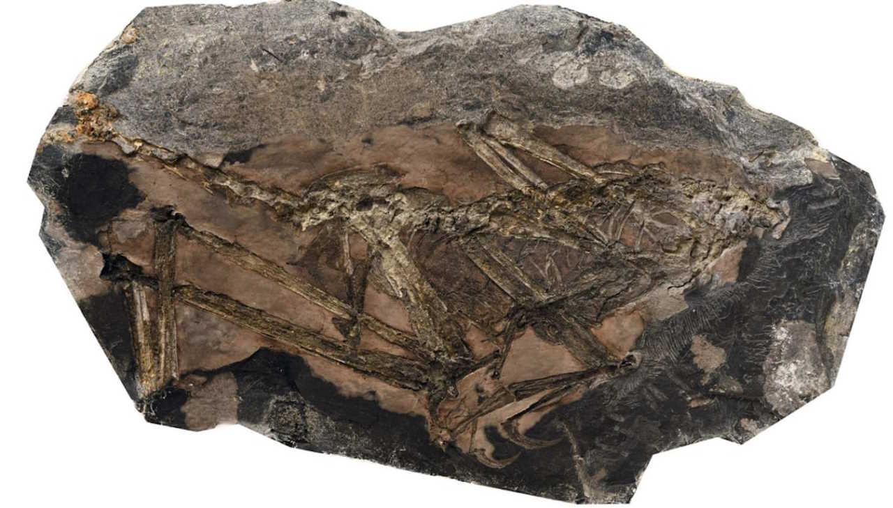 Фотографія скам'янілості F. prodigiosus. Liming Xu et al. / Nature, 2023