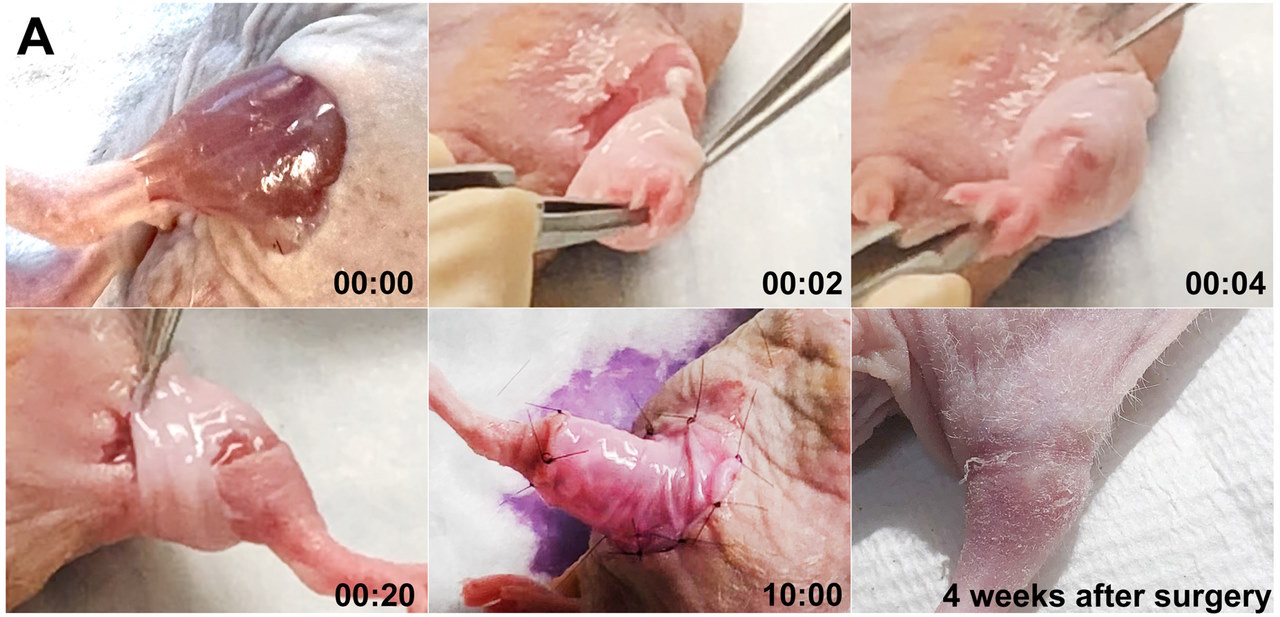 Трансплантація штучної шкіри без країв на задню ногу миші (4 середні фото) і загоєна нога через 4 тижні (останнє фото).&amp;nbsp;Alberto Pappalardo et al. /&amp;nbsp;Science Advances, 2023
