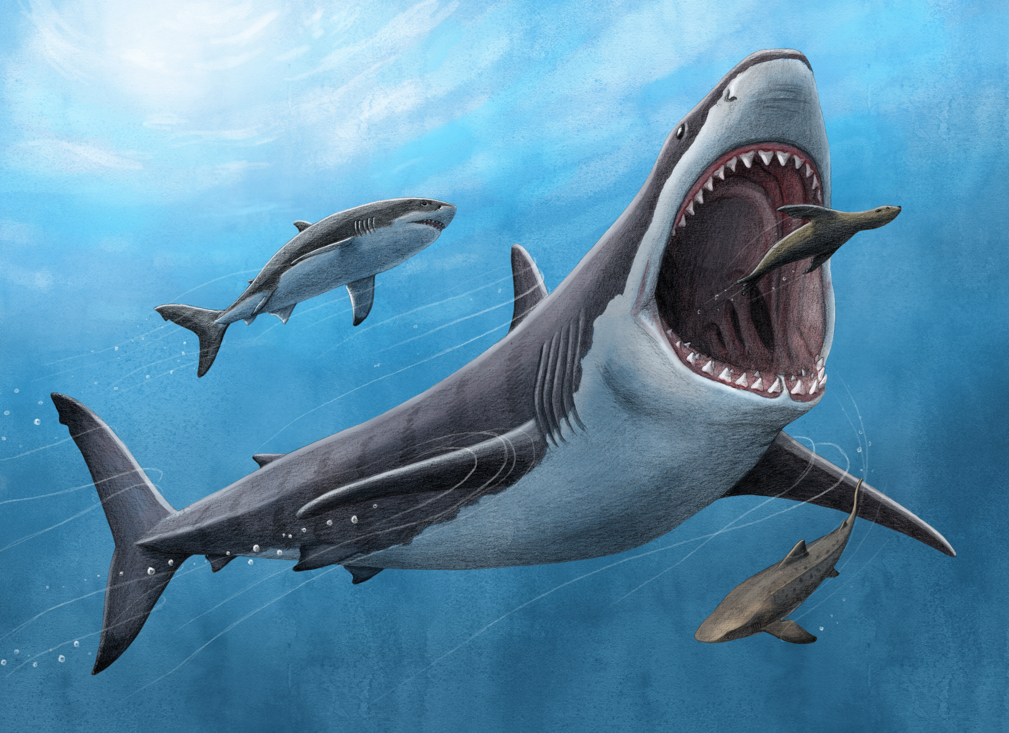 Художня ілюстрація мегалодона поруч з іншими акулами.&amp;nbsp;Alex Boersma / PNAS