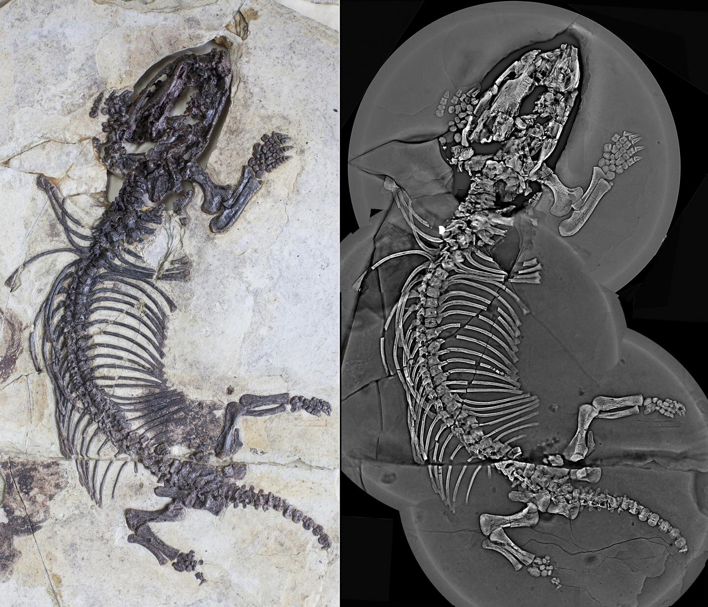 Голотип Fossiomanus sinensis, оптичне зображення і томографія. J. Meng / AMNH