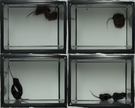 Лівий верхній кут: генетично нормальні миші на звичайній дієті активно взаємодіють одне з одним. Правий верхній кут: мутантні миші на звичайній дієті уникають взаємодій. Правий нижній кут: генетично нормальні миші на дієті з трикратним збільшенням дози бетаїну не змінили соціальну поведінку. Лівий нижній кут: мутантні миші на&amp;nbsp;на дієті з трикратним збільшенням дози бетаїну поводяться, як здорові тварини.&amp;nbsp;N. Hirokawa et al. /&amp;nbsp;Cell Reports, 2021