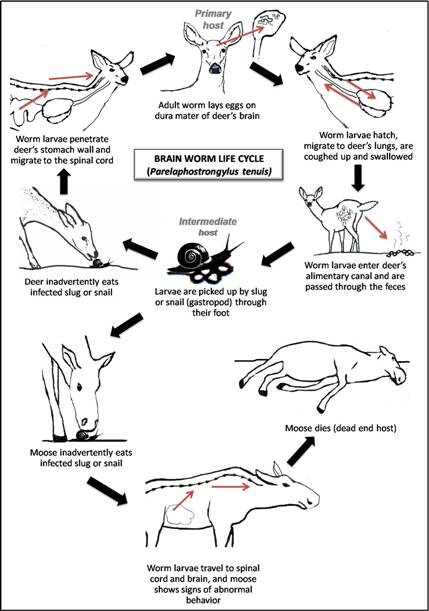 Життєвий цикл гельмінта при потраплянні в організм білохвостого оленя і лося. Natalie Sacco / University of Minnesota