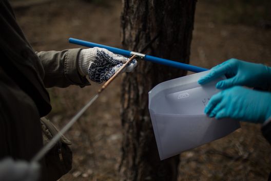 Дослідники збирають зразки деревини. Denis Sinyakov / Greenpeace