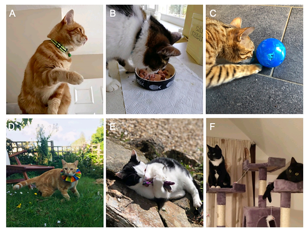 Методи, якими намагалися стримати інстинкт полювання котів.&amp;nbsp;Martina Cecchetti et al. / Current Biology, 2021