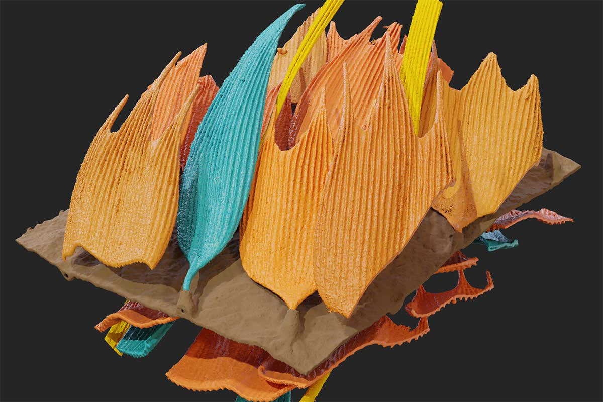 3D-зображення лусочок на крилах нічних метеликів. Simon Reichel, Thomas Neil, Zhiyuan Shen, Marc Holderied