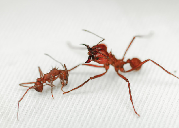 Робоча мураха Acromyrmex echinatior та солдат Atta cephalotes. Caitlin M. Carlson