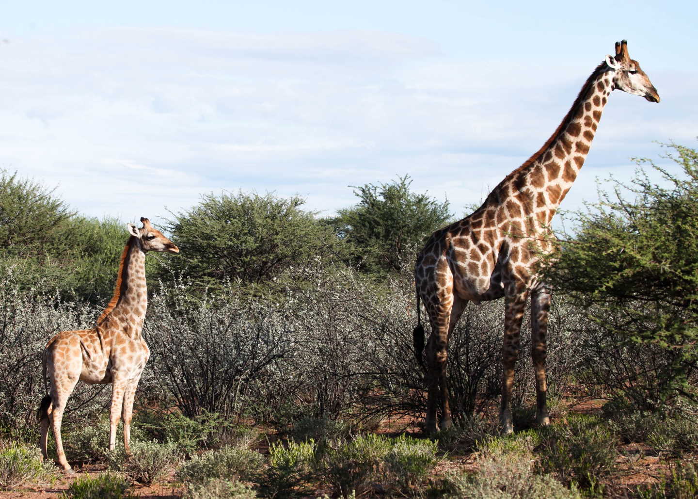 Жираф Найджел з карликовістю та дорослий самець жирафи звичайного зросту. Emma Wells / GCF