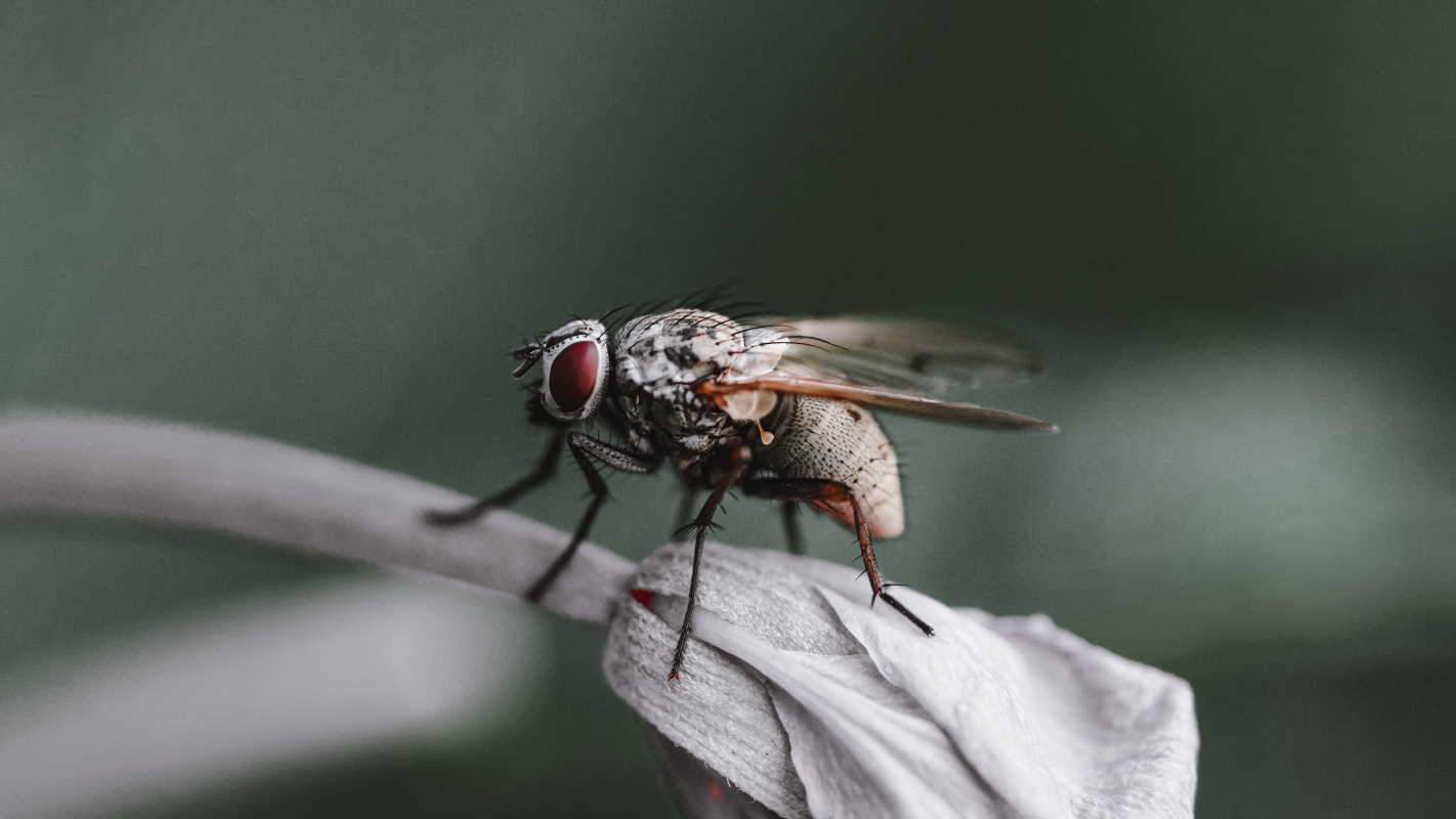 Під крилом мухи можна помітити булавоподібне дзизкальце. Nathan J Hilton / Pexels