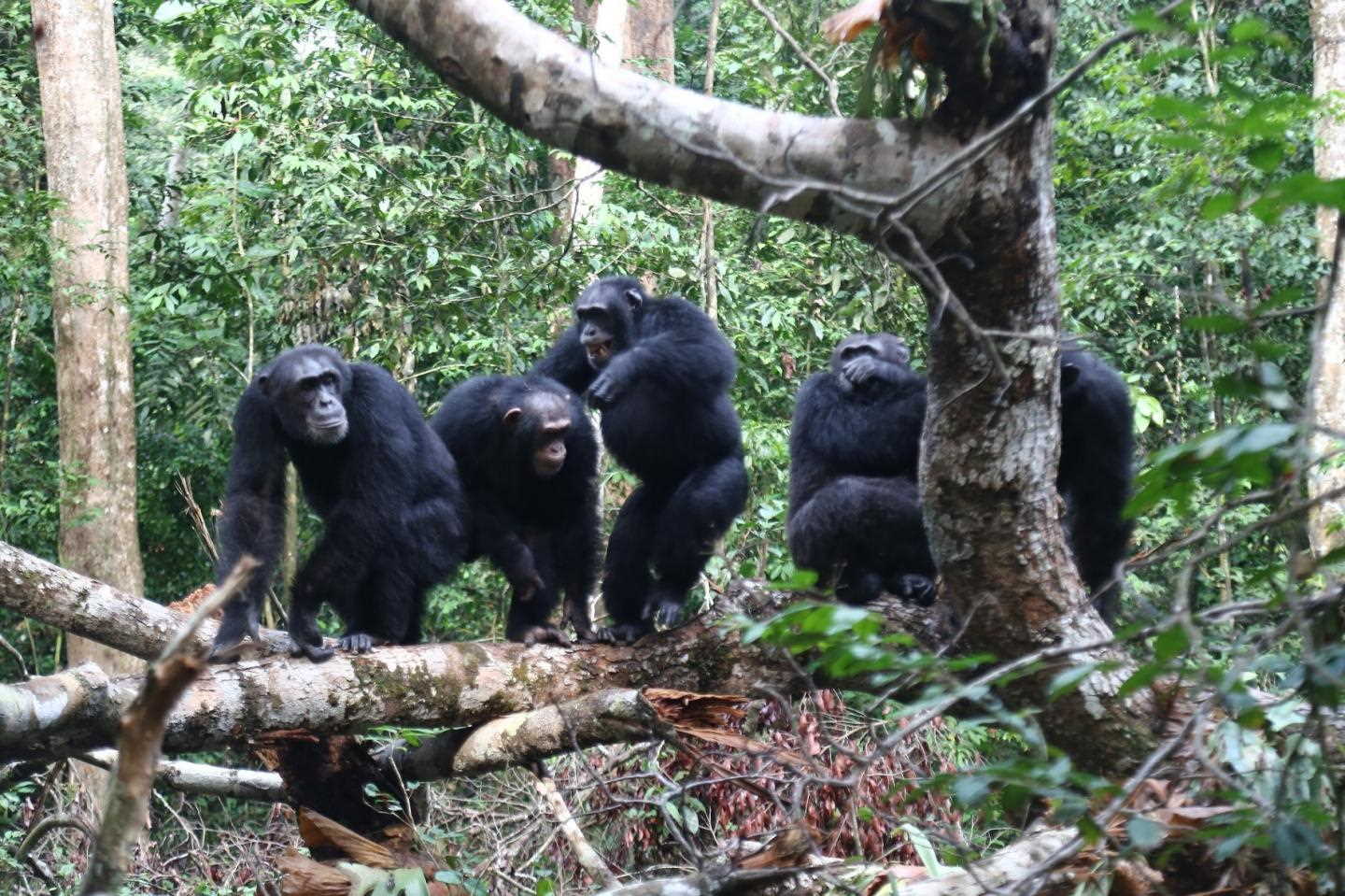 Liran Samuni / Taï Chimpanzee Project