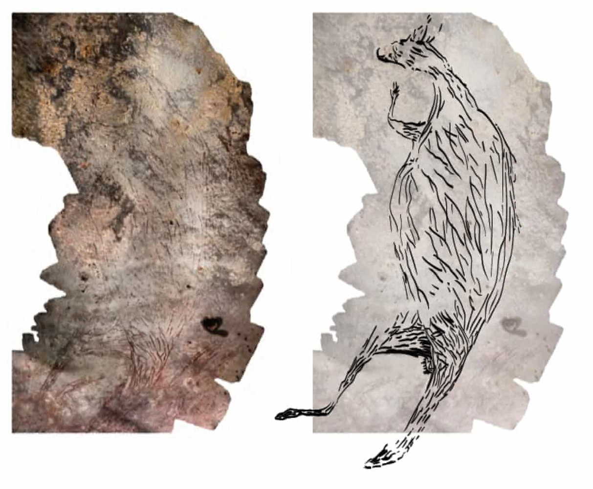 Оригінальне зображення кенгуру (зліва) та його художня ілюстрація (справа). Damien Finch, Pauline Heaney
