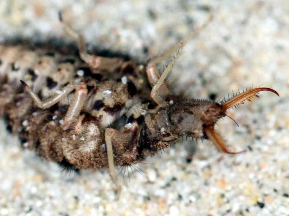 Личинка мурашиного лева, що вдає з себе мертву. Nigel R. Franks / University of Bristol