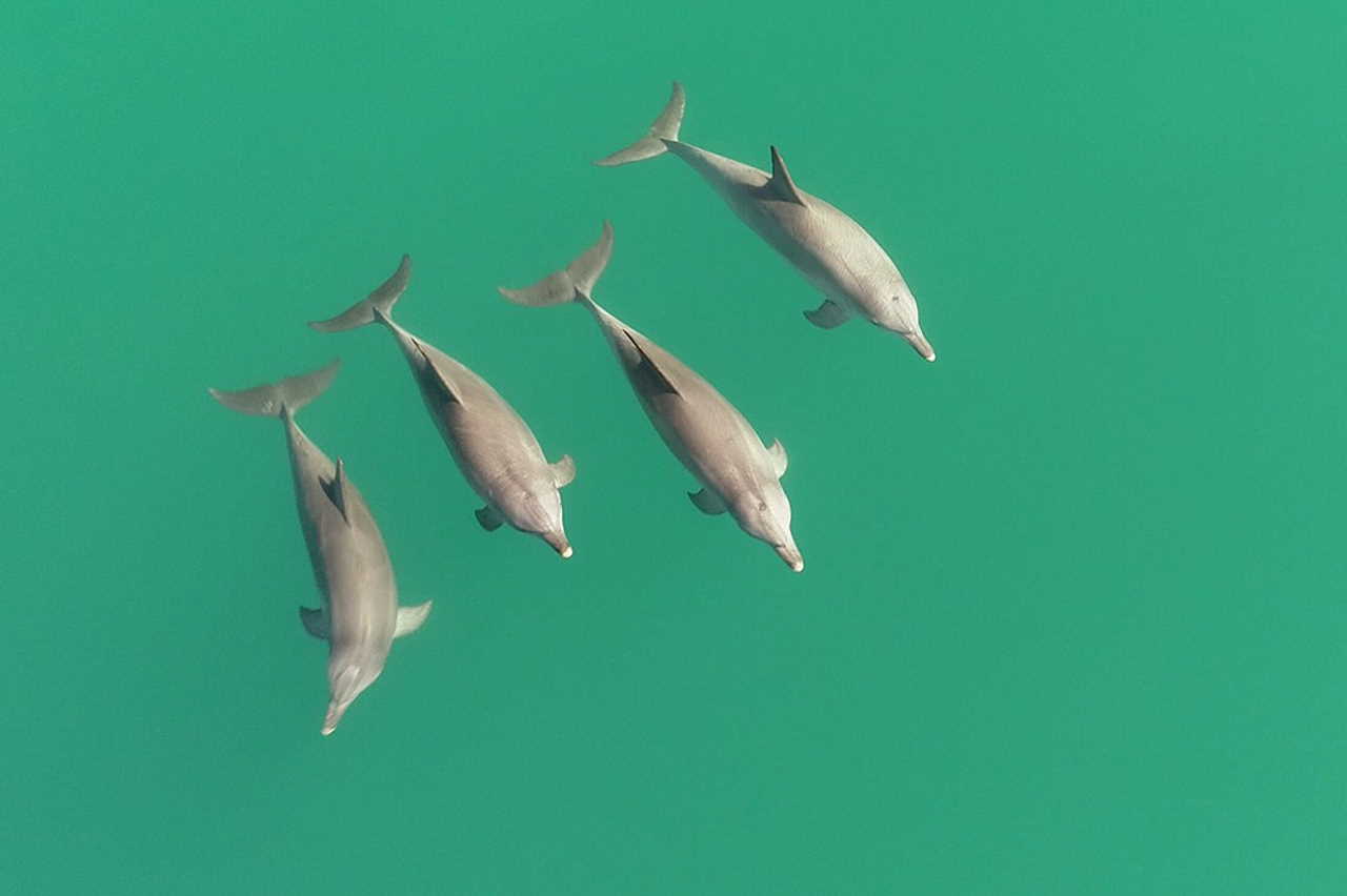 Група дельфінів з трьох самців та самки. Dr Simon Allen / University of Bristol