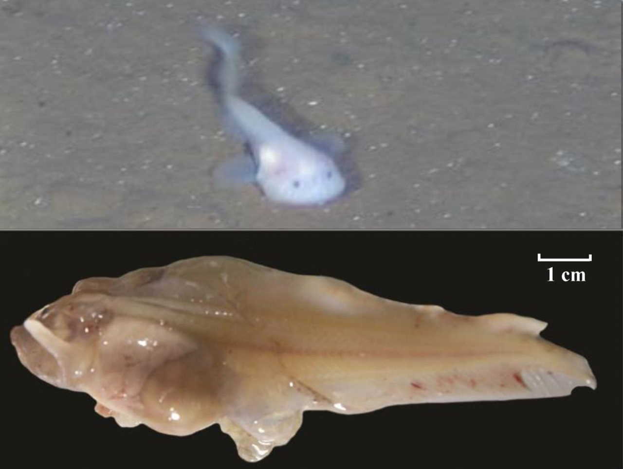 Риба-слимак Yap hadal на глибині 6 903 метри (зверху) та після вилову (знизу). Mu Y et al. / PLOS Genetics, 2021