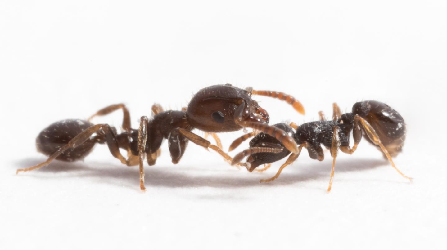 Мураха-рабовласник Temnothorax americanus (зліва) та її мураха-хазяїн Temnothorax longispinosus (справа). Romain Libbrecht / iOME / JGU