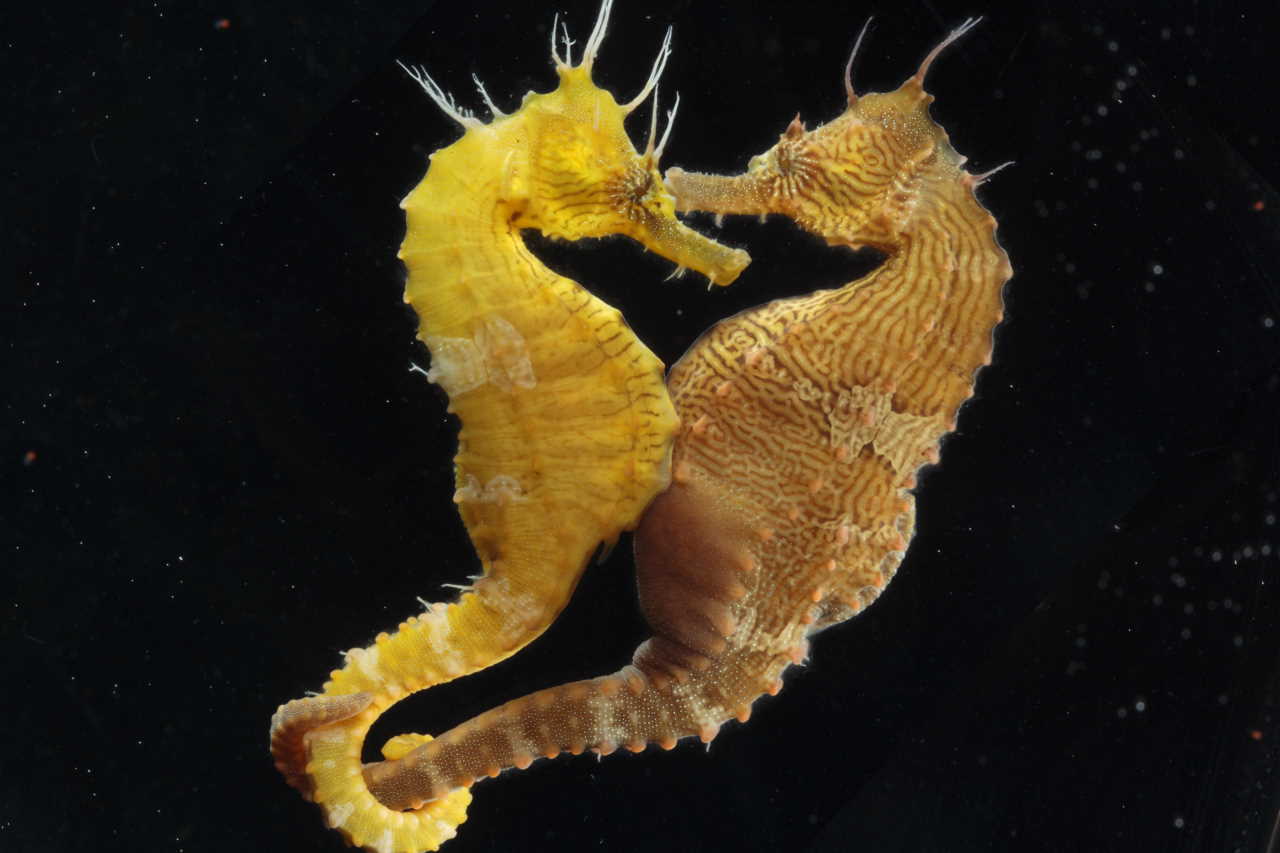 Пара Hippocampus erectus. National Aquarium