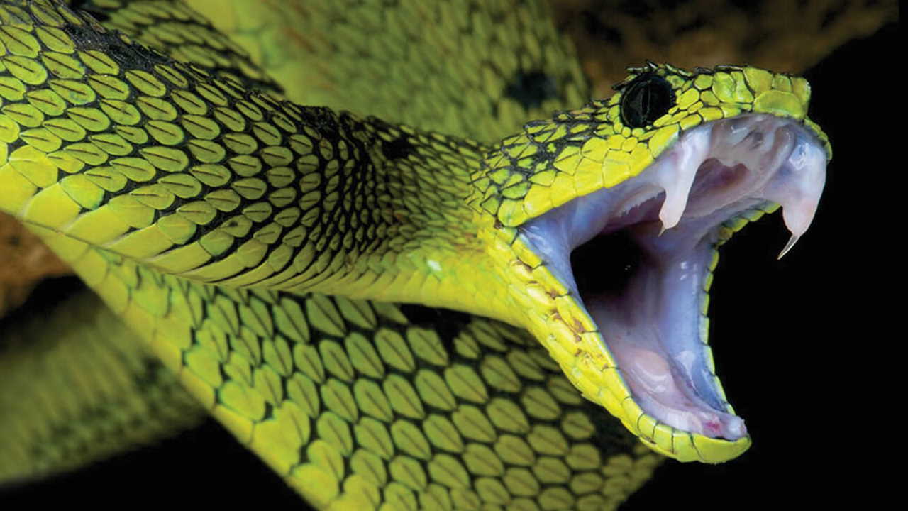 Atheris nitschei. reptiles4all / Shutterstock