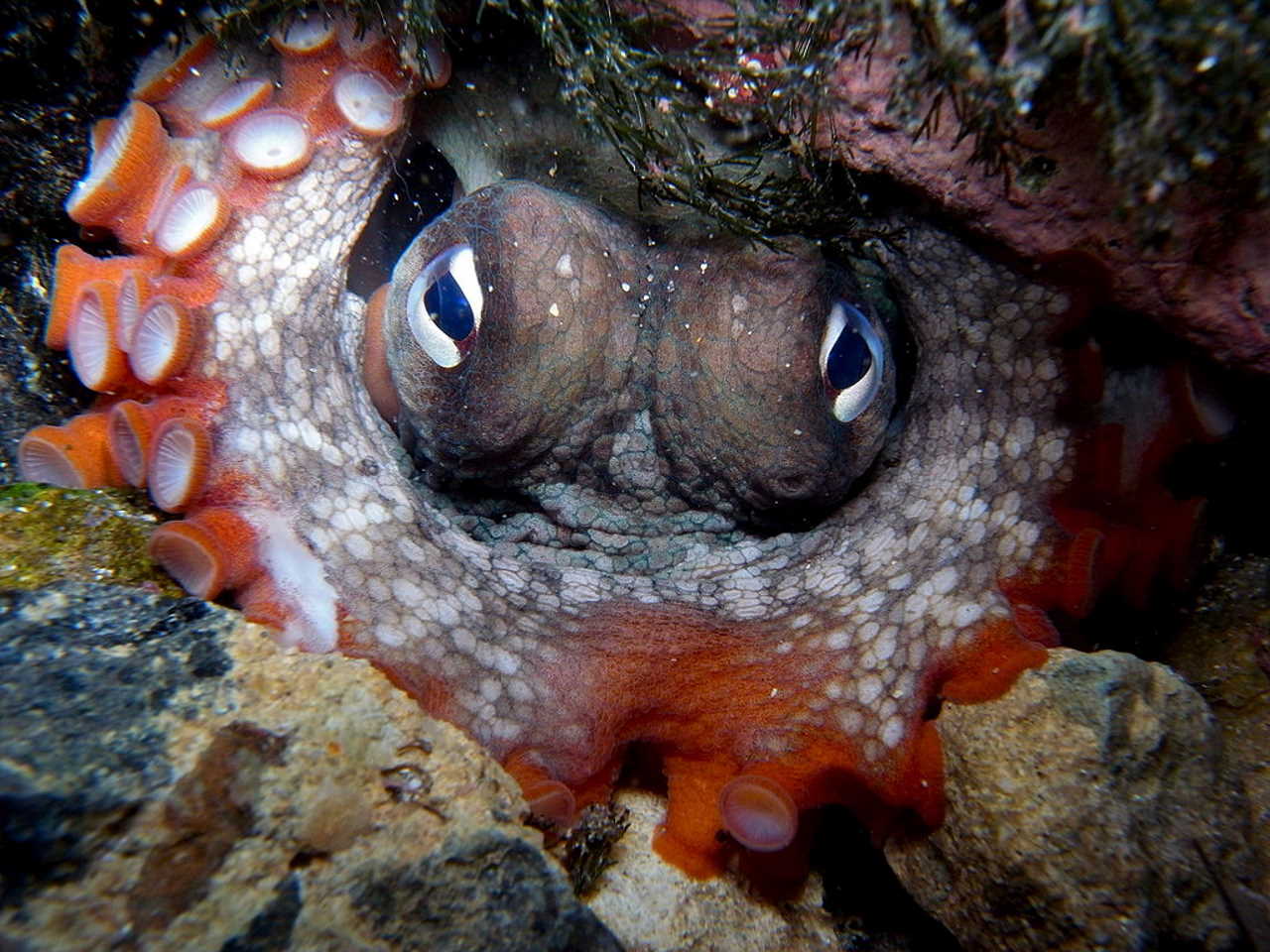 Octopus tetricus. Sylke Rohrlach / Wikimedia Commons