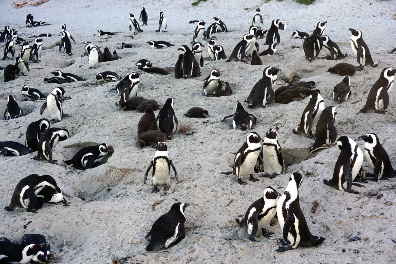 Африканські пінгвіни на пляжі Боулдерс. kallerna / Wikimedia Commons