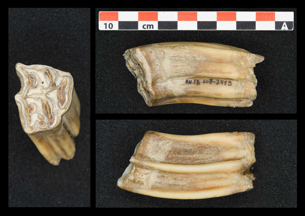 Зуб коня з печери Бачо-Кіро. Sarah Pederzani / Max Planck Institute for Evolutionary Anthropology
