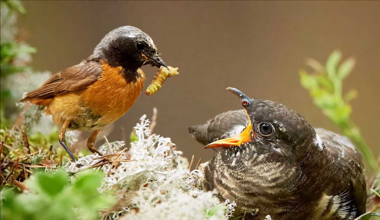 Горихвістка годує пташеня зозулі. Tomas Grim
