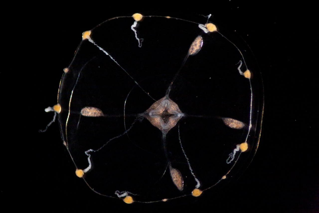 Clytia hemisphaerica. B. Weissbourd / J. DeGiorgis / Caltech