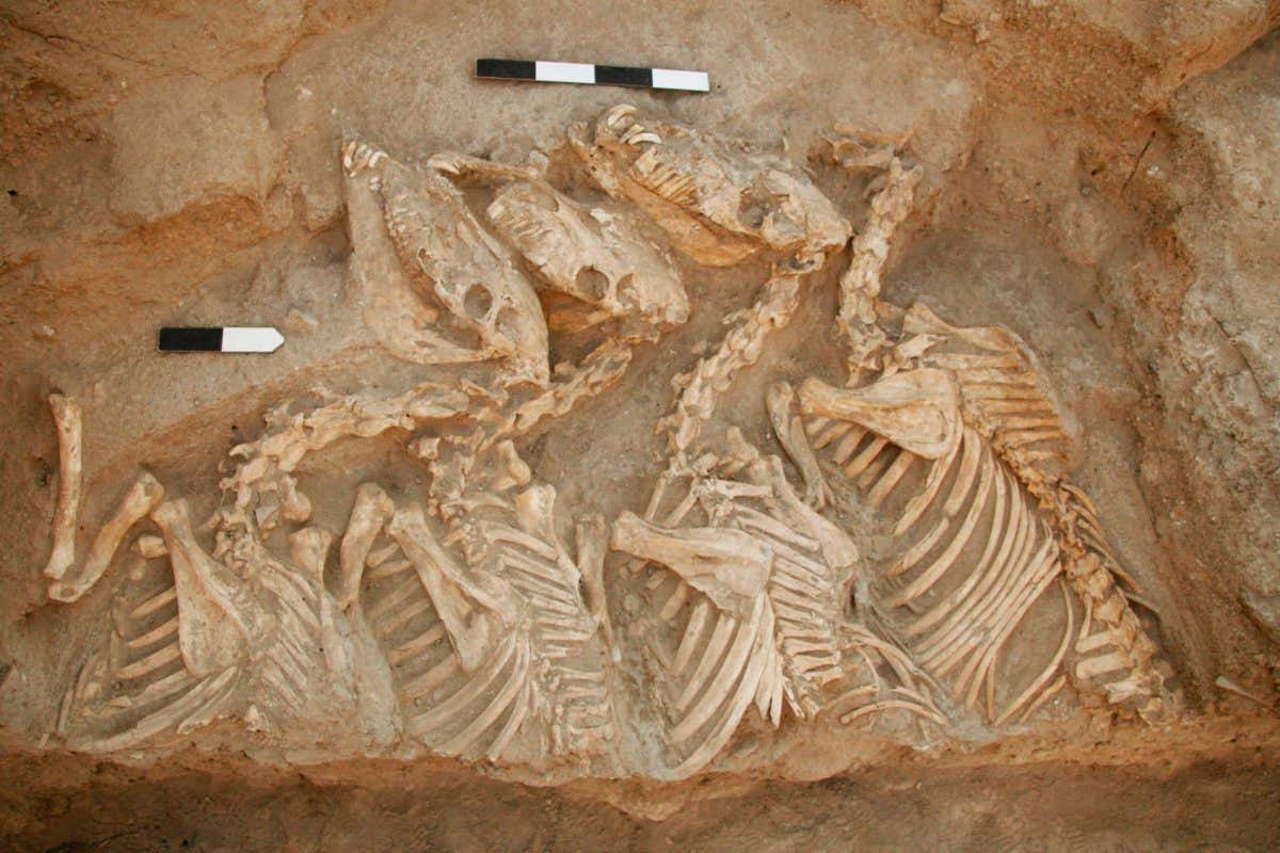 Скелети тварин із поховання Тель-Ум-ель-Мара. Glenn Schwartz / John Hopkins University