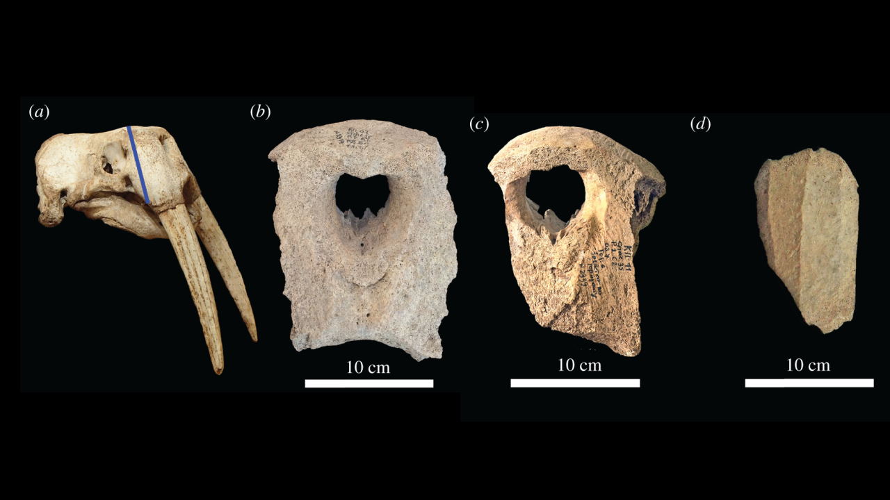 Фрагменти черепів моржа, знайдені в Києві у порівнянні з сучасним черепом (а). b, вид уламку черепа спереду, частини, від якої відламували бивні. c, d, інші знайдені кістки