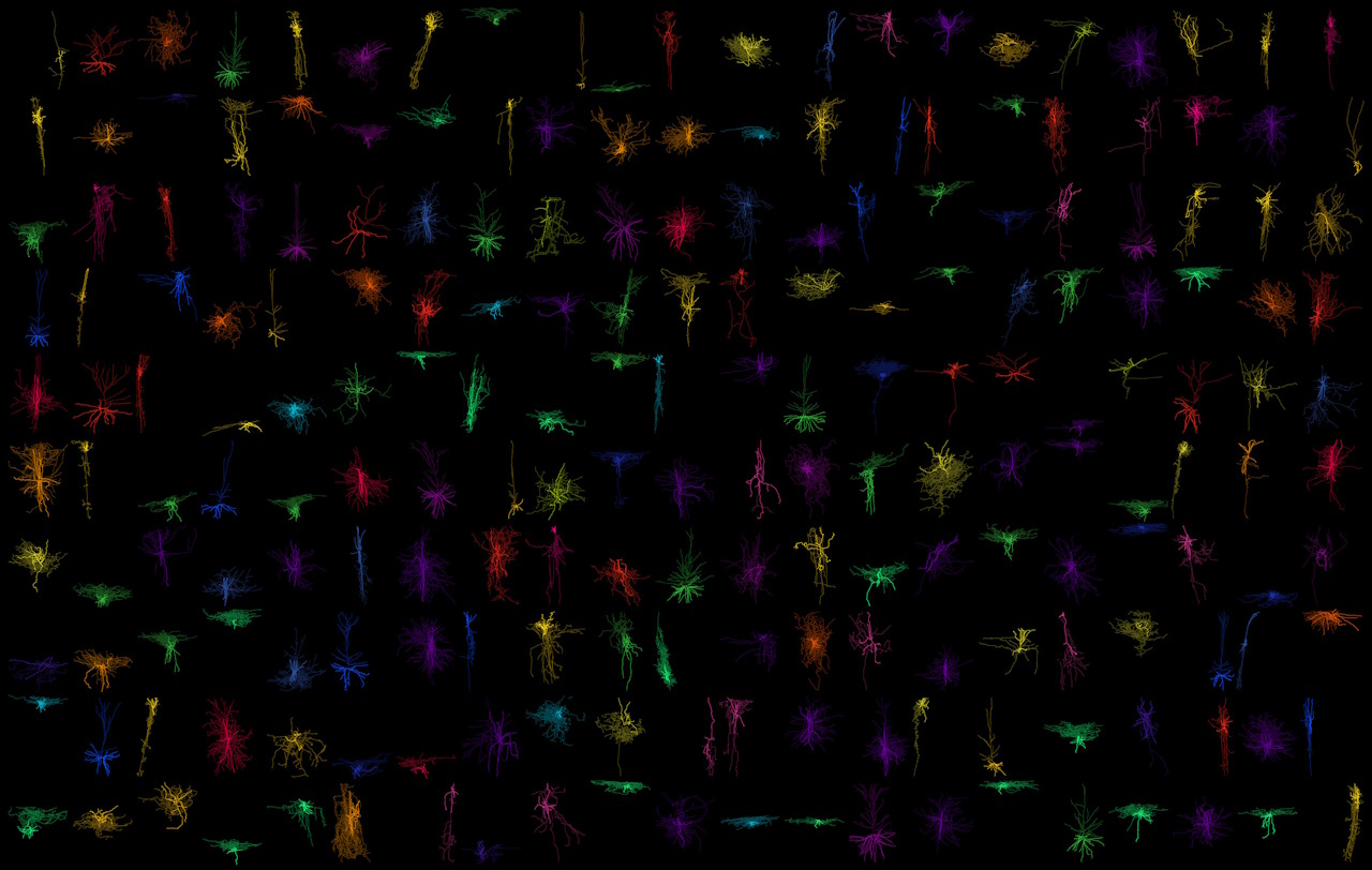 Атлас нейронів людського мозку, де різна форма та колір представляє різний тип клітин.&amp;nbsp;Ivana Kapustová / Karolinska Institute, Rachel Dalley, Sarah Walling-Bell, Brian Lee / Allen Institute for Brain Science