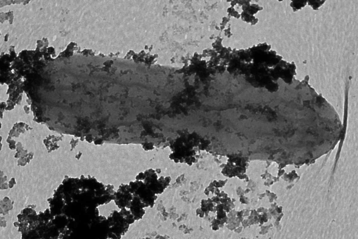Geobacter sulfurreducens (сірий овал), покритий наночастинками кобальту (темніші плями). Hunter Dulay / Michigan State University