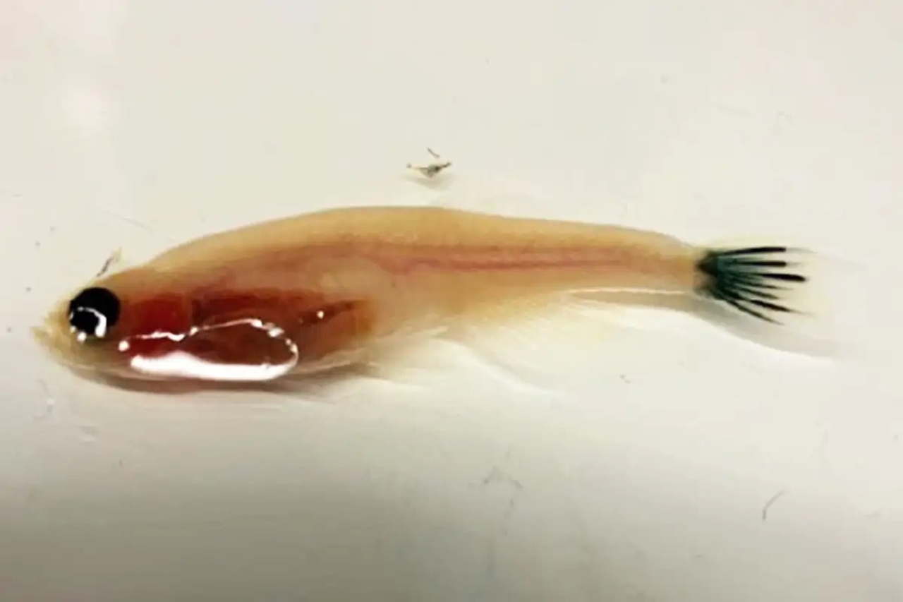 Рибка із гелевою електронікою у хвостовому плавнику (темні смуги).&amp;nbsp;Xenofon Strakosas et al. / Science, 2023