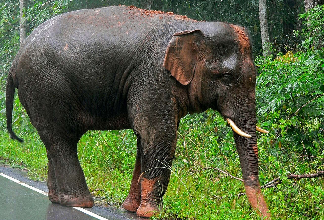 Азійський слон у Таїланді, не пов'язаний із описаною у новині аварією.&amp;nbsp;Bernard DUPONT /&amp;nbsp;Wikimedia Commons