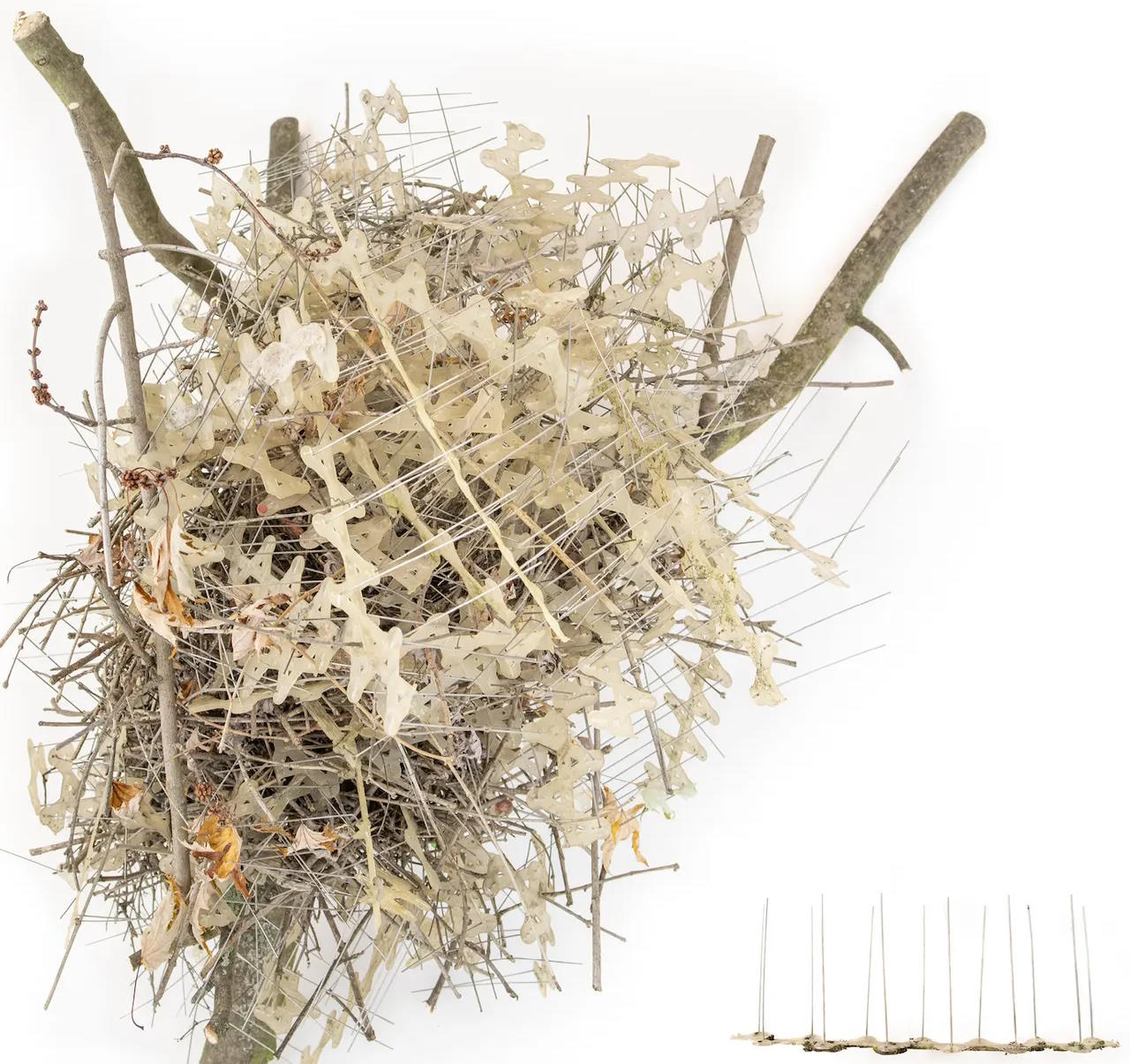 Пташине гніздо із протипташиних шипів.&amp;nbsp;Auke-Florian Hiemstra /&amp;nbsp;Deinsea, 2023