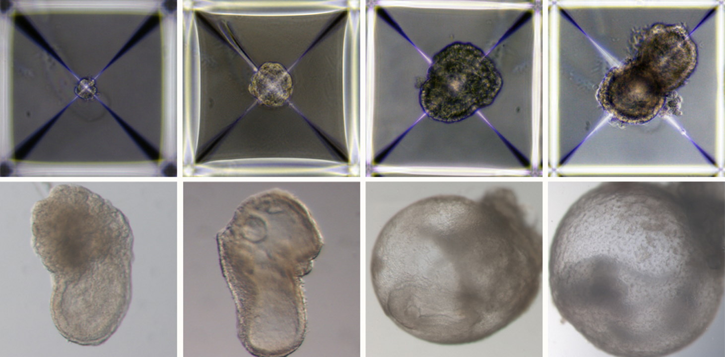 Розвиток штучного мишачого ембріона поза маткою з першого (ліве верхнє фото) по восьмий (праве нижнє фото) день.&amp;nbsp;Weizmann Institute of Science